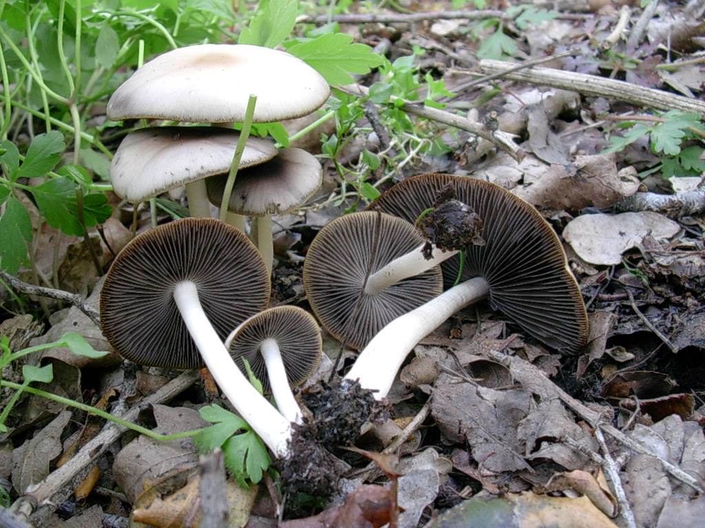 1320 Aprile vecchio ritrovamento